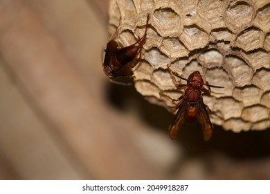 two wasps swarming the nest