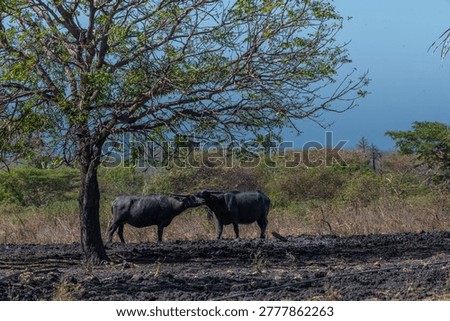 Two water buffalos (Bubalus bubalis) or domestic water buffalos under the tree. It is a large bovid originating in the Indian subcontinent, Southeast Asia, and China. In Baluran park
