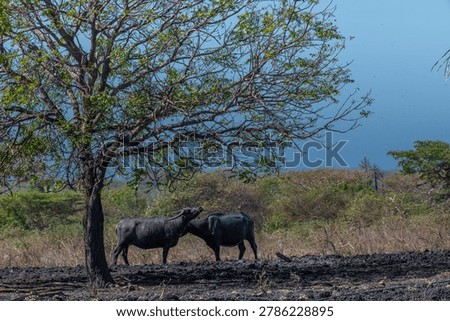 Two water buffalos (Bubalus bubalis) or domestic water buffalos under the tree. It is a large bovid originating in the Indian subcontinent, Southeast Asia, and China. In Baluran park