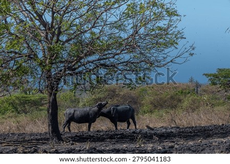 Two water buffalos (Bubalus bubalis) or domestic water buffalos under the tree. It is a large bovid originating in the Indian subcontinent, Southeast Asia, and China. In Baluran park