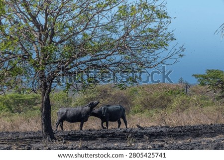 Two water buffalos (Bubalus bubalis) or domestic water buffalos under the tree. It is a large bovid originating in the Indian subcontinent, Southeast Asia, and China. In Baluran park