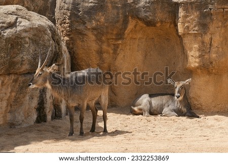 Two waterbucks taking shelter in the shade of a rock