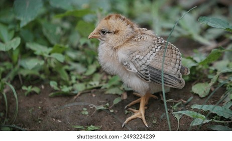 Two week old free range chicks. His fine fur has started to change.