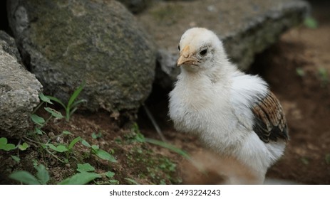 Two week old free range chicks. His fine fur has started to change.