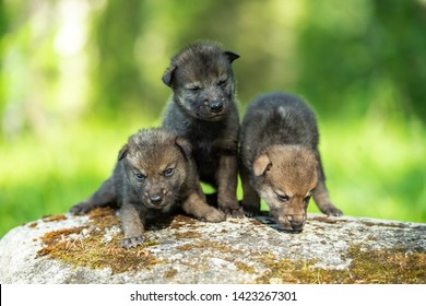 4,082 Wolf cubs Images, Stock Photos & Vectors | Shutterstock