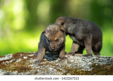 Two Weeks Old Cubs Grey Wolf Stock Photo (Edit Now) 1423267313