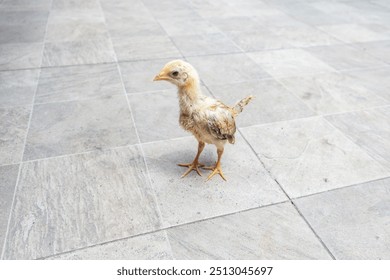 Two weeks old free range chick. Baby chicken is left by his flock