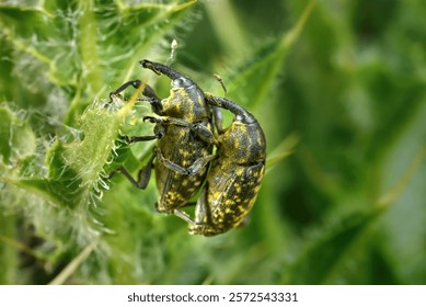 Two weevils while mating on a thistle (Cirsium) - Baden-Württemberg, Germany      