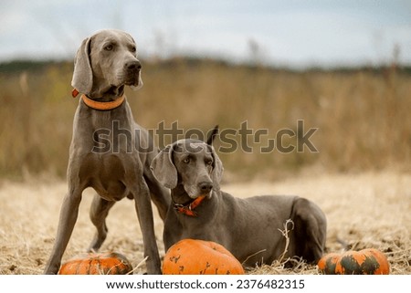 Two Weimar pointer dogs are sitting in a field near pumpkins. Dogs are getting ready for Halloween.