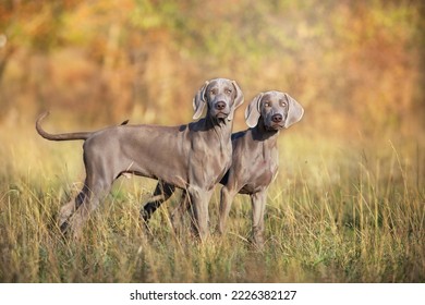 Two Weimaraner dog in fall landscape in sunny day