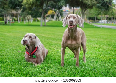 Two weimaraner dogs on the lawn, one sitting and the other lying down with his collar around his neck, both facing forward. - Shutterstock ID 1386909383