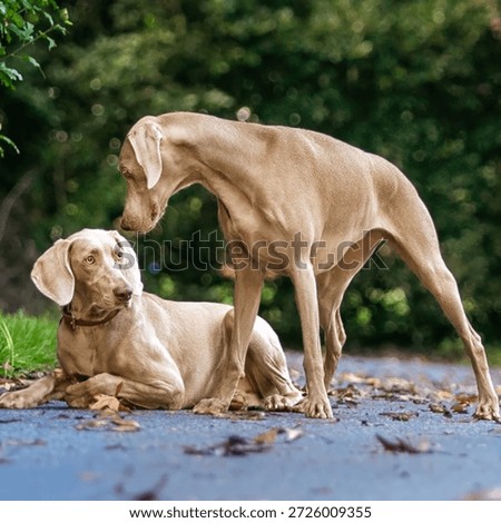 Two Weimaraner looking at each other