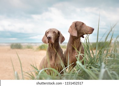 
Two Weimaraners sit on the sand