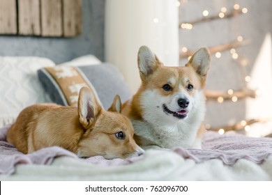 Two Welsh Corgi Pebroke Dogs Laying On The Bed One Looking At The Camera With Christmas Lights In The Background