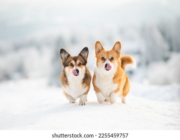 Two welsh corgi Pembroke dogs in winter - Shutterstock ID 2255459757