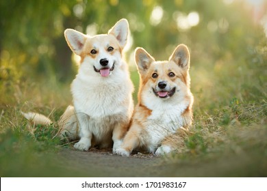 Two welsh corgis pembroke dogs sitting next to each other sitting in grass on a sunny day in the forest