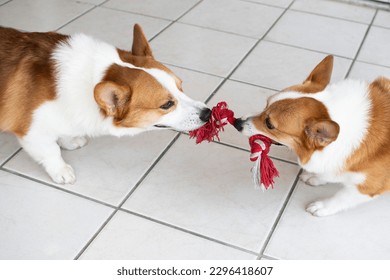 two welsh Pembroke Corgies play tug of war. Playing dogs.  - Shutterstock ID 2296418607