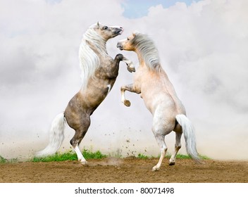 Two Welsh pony stallions battle on the sky background