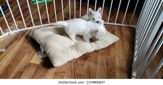 Two West Highland Terrier Puppies Playing On A Large Pillow In A Pen Area.