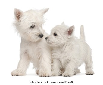 Two West Highland Terrier Puppies, 7 Weeks Old, In Front Of White Background