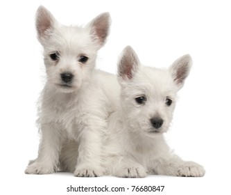 Two West Highland Terrier Puppies, 7 Weeks Old, In Front Of White Background