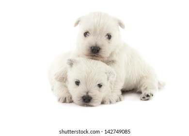 Two West Highland White Terrier Puppies Isolated Over White Background