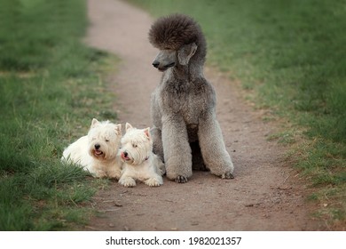 Two West Highland White Terriers and a large silver poodle sit on a summer track. Small white and large gray dogs.