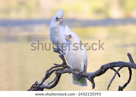 Two western corellas (white and yellow cockatoo or parrot) sitting on a dry branch in a lake during golden hour just before sunset - left bird looking right and right bird looking left