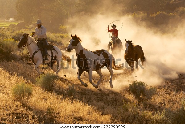 Two\
western cowboys riding horses, roping wild\
horses