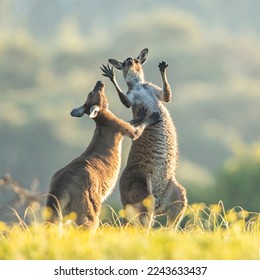 Two Western Grey kangaroos play fighting when the one on the left decided to push the other around. The kangaroos are commonly seen around Australia. - Shutterstock ID 2243633437