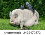 two western jackdaws sitting on minipig