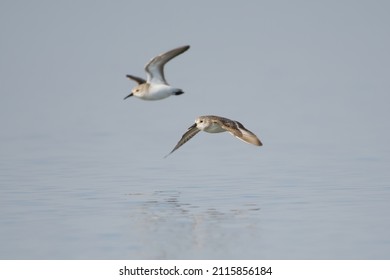Two Western Sandpipers fly past the viewer