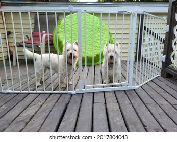 Two Westie Dogs Looking Through Bars Of A Fence While Sitting On A Deck.