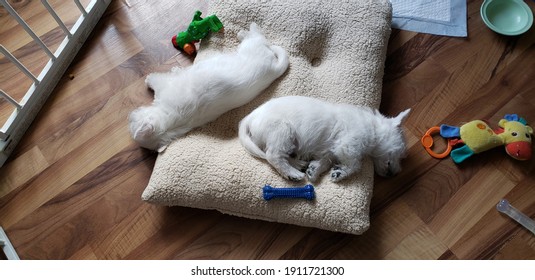 Two westie puppies sleeping together on a giant bed in a play pen filled with baby toys, water bowl, and bones. The couple of male west highland white terrier puppies have soft, white puppy fur.
