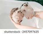 Two wet hedgehogs in hands on a bath background.African pygmy hedgehog bathes in a blue bath. process of washing a hedgehog. 