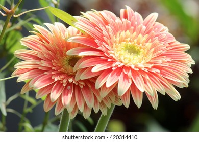 Two wheels of Gerbera
