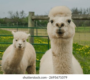 Two White Alpacas Looking to the Camera