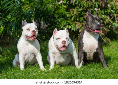 white bully pitbulls