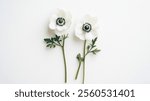 Two white anemone flowers on white background.