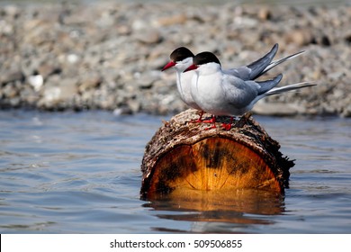 Two white arctic tern birds with red beak sitting on a brown log floating in the water