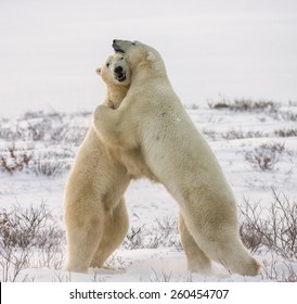 Two White Bear Hug