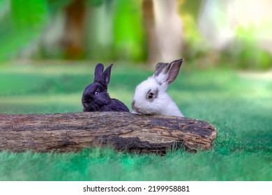 Two white and black rabbits peeking out from a fallen tree in grassland. nature,small animals,pets,healing,relaxing images - Powered by Shutterstock