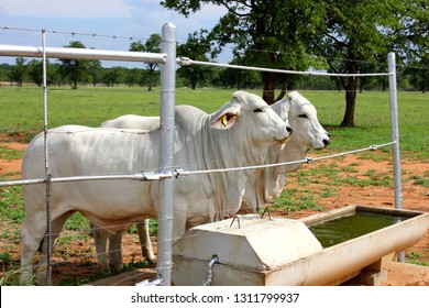 Two white Brahman cows stand next to a water trough at a cattle ranch.