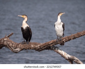 Two white breasted cormorants sit on the same tree branch over water, looking away from each other