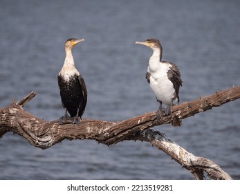 Two white breasted cormorants sit on tree branch over dark blue water, looking at each other