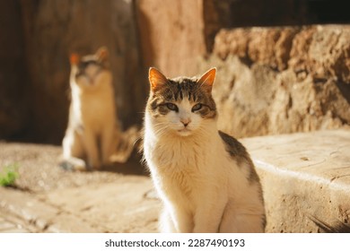 Two white and brown furry homeless cats are sitting on a city street in sunny day. Yard cat in an urban environment. Feline animals, abandoned missing felines outdoors. Moustached tomcat on a doorstep - Powered by Shutterstock