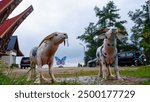 Two white buffalo statues with long horns stand in a grassy field, with a traditional house and a butterfly sculpture in the background.