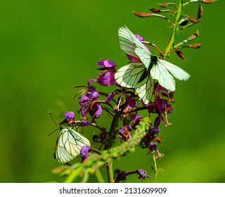 Two white butterflies mate among flowers. Thorn butterfly (Aporia crataegi)