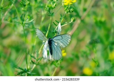 Two white butterflies mate among flowers. Thorn butterfly (Aporia crataegi)