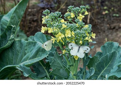 Two white cabbage butterflies sit on yellow flower. Danger of spoiling cabbage leaves by butterflies. Gardening problems                                - Shutterstock ID 2052225470